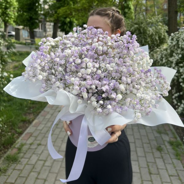 Композиція з гіпсофіли