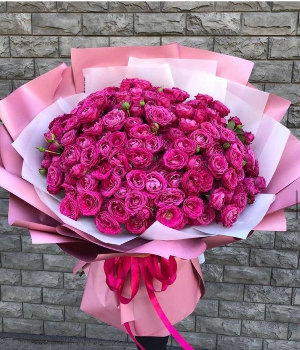 51 кущова піоновидна троянда Марвелоуз